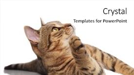  Presentation with ford - Amazing presentation design having playful tabby british ford lying backdrop and a white colored foreground