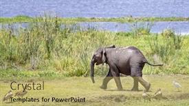  Presentation with elephant - Audience pleasing theme consisting of playful-wet-baby-elephant backdrop and a yellow colored foreground