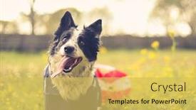  Presentation with american flag - Presentation design featuring playing-border-collie-dog-outside background and a yellow colored foreground