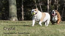  Presentation with english - Cool new theme with playing catch with a tennis backdrop and a coral colored foreground