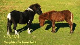  Presentation with horses - Audience pleasing PPT theme consisting of playing horses backdrop and a tawny brown colored foreground