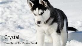  Presentation with husky - Colorful PPT layouts enhanced with playing husky cub backdrop and a light gray colored foreground