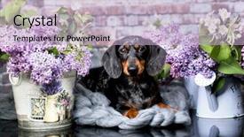  Presentation with tan - Audience pleasing presentation design consisting of playing marbles - dachshund puppy brown tan color backdrop and a light blue colored foreground