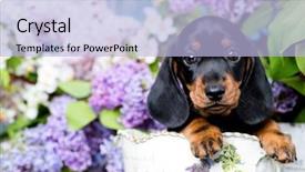  Presentation with tan - Presentation design having playing marbles - dachshund puppy brown tan color background and a light blue colored foreground