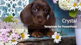  Presentation with dachshund - Theme consisting of playing marbles - dachshund puppy brown tan color background and a wine colored foreground