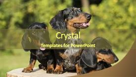  Presentation with dachshund - Theme featuring playing marbles - dachshund runs along the green background and a tawny brown colored foreground