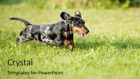  Presentation with dachshund - Colorful presentation theme enhanced with playing marbles - dachshund runs along the green backdrop and a yellow colored foreground
