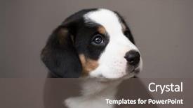  Presentation with jin ding monastry mountain - Amazing presentation design having playing marbles - entlebucher mountain dog puppy backdrop and a gray colored foreground