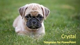  Presentation with baby animals - Presentation theme enhanced with mixed animals - cute baby pug chihuahua mix background and a tawny brown colored foreground