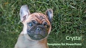  Presentation with green lawn - PPT theme featuring cute baby pug chihuahua mix called a chug playing on a green lawn background and a tawny brown colored foreground