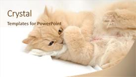  Presentation with persian - Amazing slide deck having playing persian cat backdrop and a lemonade colored foreground
