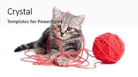  Presentation with kitten - Colorful theme enhanced with playing red clew or ball backdrop and a white colored foreground