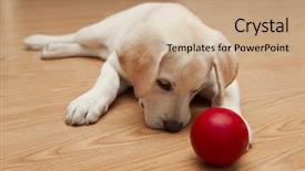  Presentation with puppy - Beautiful slides featuring playing with a red ball backdrop and a coral colored foreground