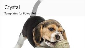  Presentation with tennis ball in the corner - PPT layouts enhanced with happy new year 2017 made of fresh red viburnum and red wooden hearts on old wooden rustic background background and a coral colored foreground