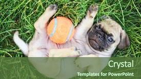  Presentation with cute baby - Presentation theme consisting of cute baby pug chihuahua mix background and a tawny brown colored foreground