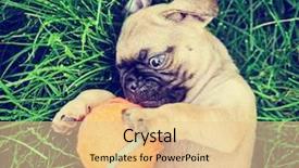  Presentation with clover - Cool new PPT theme with playing with an orange tennis backdrop and a lemonade colored foreground