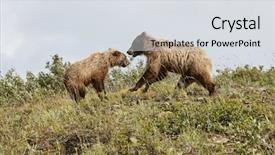  Presentation with bear mountian - Presentation enhanced with playing with cub on hillside background and a light gray colored foreground
