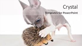  Presentation with cute - Slide set consisting of playing with his toy hedgehog background and a white colored foreground