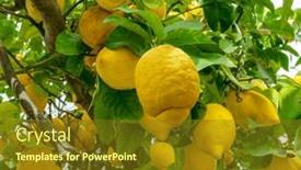  Presentation with sky blue - Slide deck having plenty-of-ripe-lemon-fruits and a tawny brown colored foreground