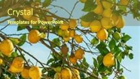  Presentation with lemon - Presentation design enhanced with plenty-of-ripe-lemon-fruits and a tawny brown colored foreground