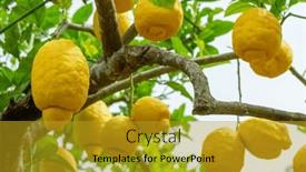  Presentation with lemon - Slide set having plenty-of-ripe-lemon-fruits and a gold colored foreground