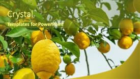 Presentation with lemon - Slide deck having plenty-of-ripe-lemons background and a tawny brown colored foreground