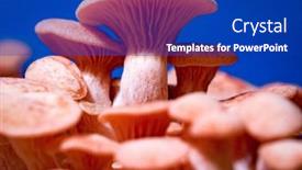  Presentation with mushrooms - Theme enhanced with pleurotus-djamor-mushrooms-grow background and a royal blue colored foreground