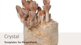  Presentation with trumpet - Presentation theme consisting of pleurotus-eryngii-known-as-king background and a coral colored foreground