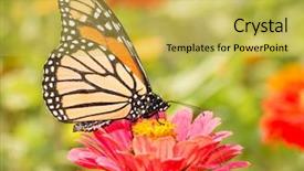 Presentation with monarch butterfly - Colorful slide deck enhanced with plexippus on a pink flower backdrop and a yellow colored foreground