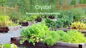  Presentation with community garden - PPT theme having plot - lush and organic community vegetable background and a tawny brown colored foreground