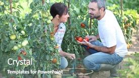  Presentation with vegetables - Presentation theme having plot land - couple picking vegetables background and a gray colored foreground