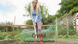  Presentation with land - PPT theme having porridge with fresh berries - blueberry background and a gray colored foreground