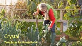  Presentation with land - PPT layouts with plot land - woman working on allotment background and a tawny brown colored foreground