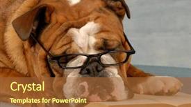  Presentation with english bulldog - Presentation consisting of plot story - dog obedience school - english background and a tawny brown colored foreground