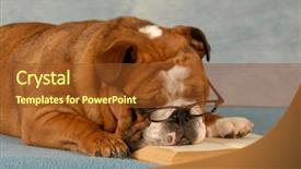  Presentation with english bulldog - Presentation theme featuring plot story - english bulldog sleeping with reading background and a tawny brown colored foreground