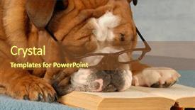  Presentation with novel - Slide set consisting of plot story - english bulldog wearing eyeglasses sleeping background and a tawny brown colored foreground