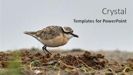  Presentation with coastal - Beautiful presentation theme featuring plover-charadrius-pecuarius-small-shorebird backdrop and a light gray colored foreground