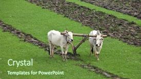  Presentation with organic rice - Audience pleasing slide set consisting of plowing rice fields backdrop and a tawny brown colored foreground