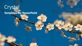  Presentation with bloom - Cool new slides with plum bloom on sky background backdrop and a ocean colored foreground