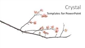  Presentation with white flowers - PPT theme with plum-blooming-flowers-isolated background and a white colored foreground