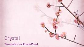  Presentation with plum blossom - PPT layouts with plum-blossom-blossom-on-old background and a pink colored foreground