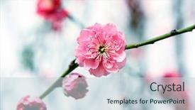  Presentation with chinese new year lunar - Beautiful slides featuring plum blossom chinese flower backdrop and a lemonade colored foreground