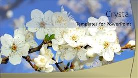  Presentation with bloom - Beautiful PPT layouts featuring plum-tree bloom backdrop and a teal colored foreground