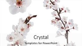  Presentation with elements - Amazing presentation design having plum-tree flowers design elements backdrop and a white colored foreground