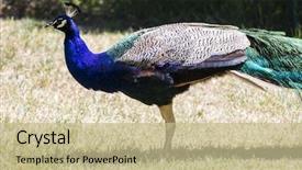  Presentation with peacock - Cool new PPT theme with plumage beautiful peacock with colorful backdrop and a  colored foreground