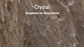  Presentation with keel billed toucan also known - Presentation theme enhanced with plumage of the darwin's background and a gray colored foreground