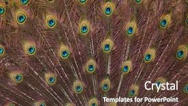  Presentation with indian - Presentation design with plumage of the indian peafowl background and a tawny brown colored foreground