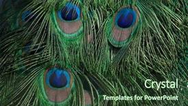  Presentation with indian - Amazing theme having plumage of the indian peafowl backdrop and a tawny brown colored foreground