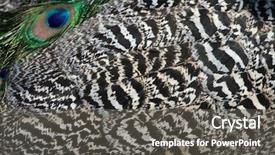  Presentation with peacock the indian peafowl - Presentation theme featuring plumage of the indian peafowl background and a gray colored foreground