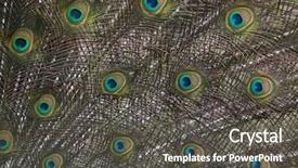  Presentation with peacock the indian peafowl - Cool new slide set with plumage of the indian peafowl backdrop and a  colored foreground